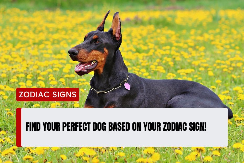 Perfect Dog Based on Your Zodiac Sign